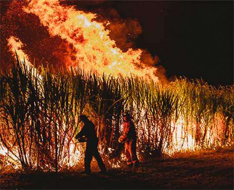 41_Cane_Fire.png